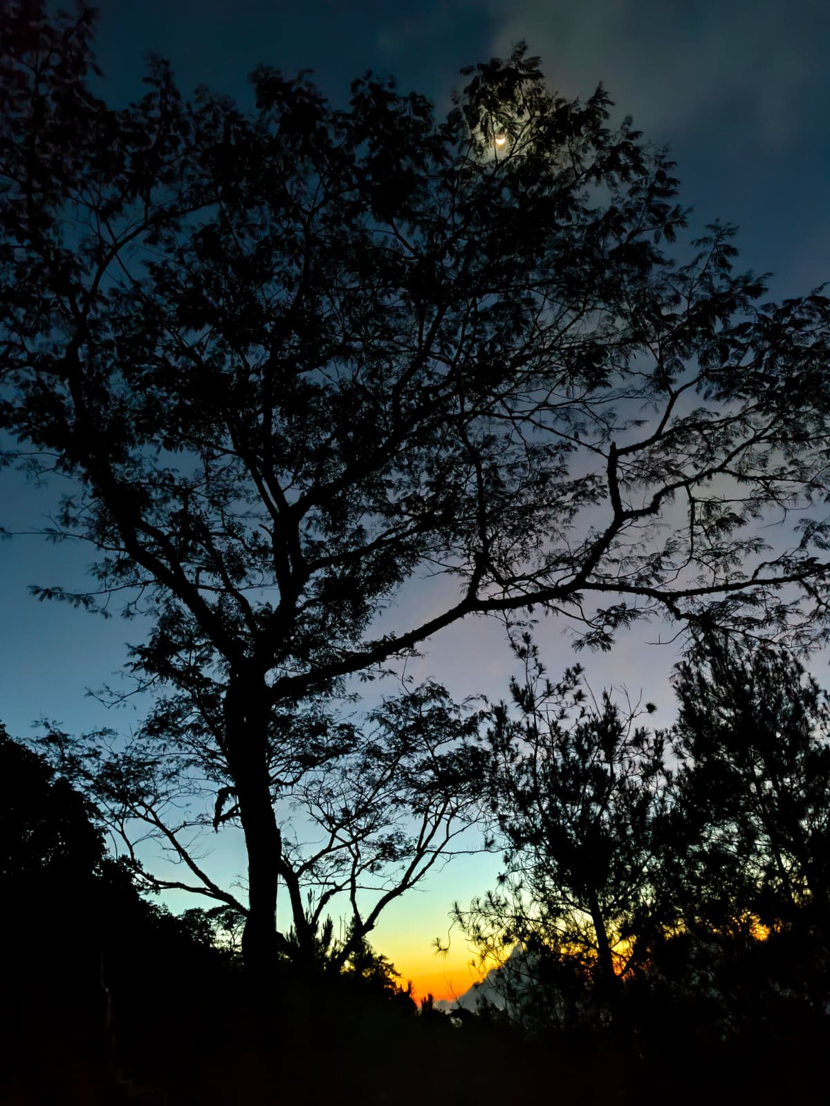 Tropical trees silhouetted against a dusk sky with a faint moon