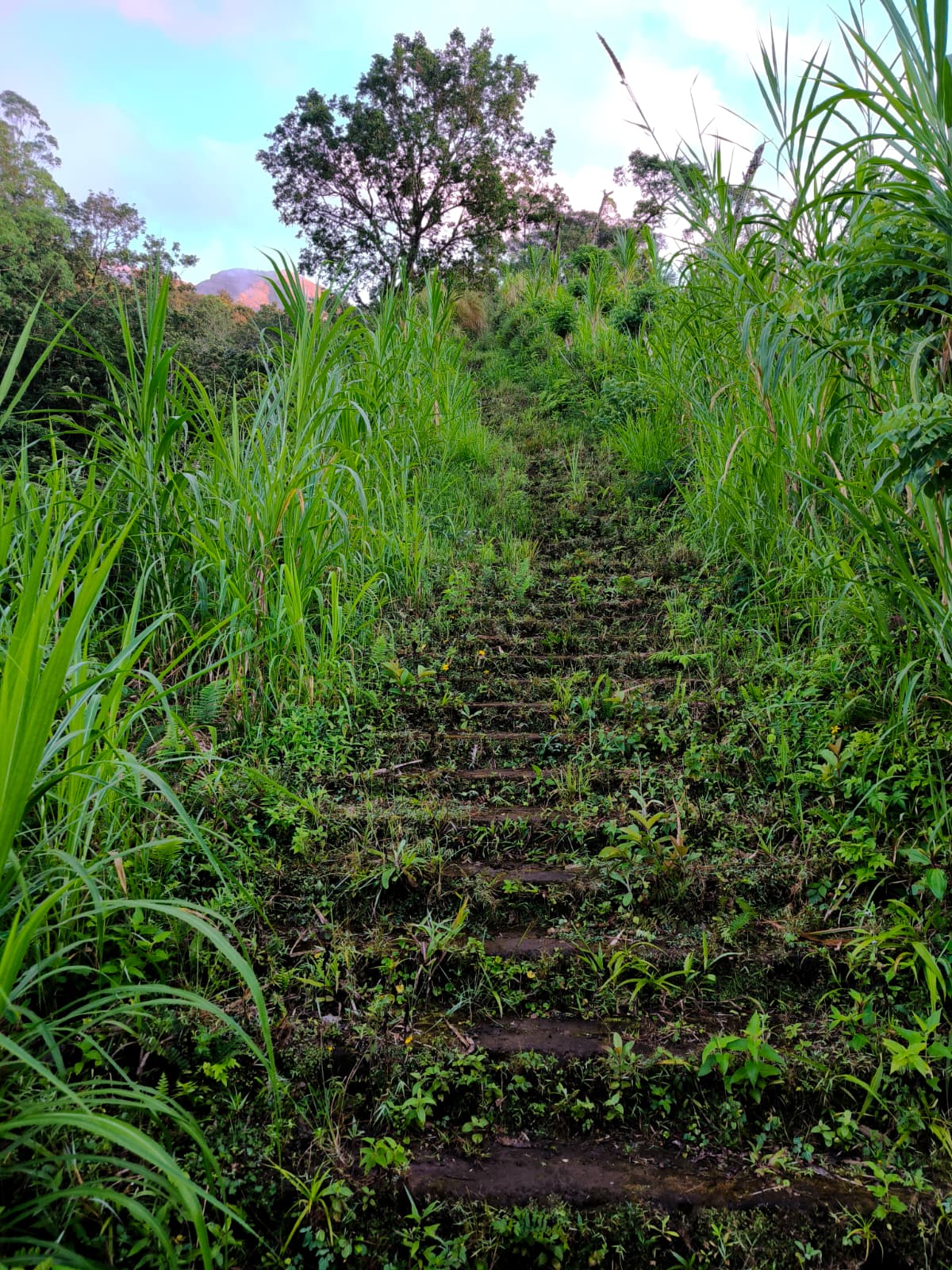 Old stone steps disappearing into grass and ferns